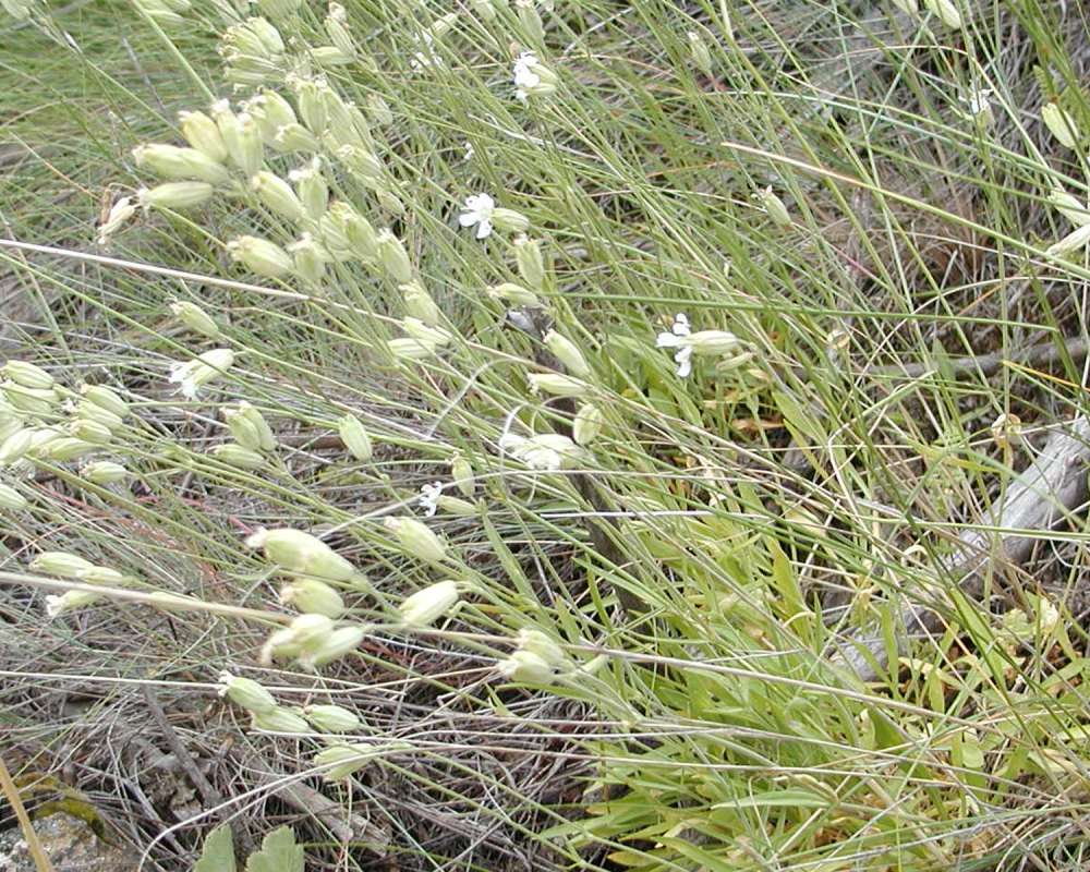 Habitat<br>(Location of Picture: Okanogan, Washington, USA, 2005)