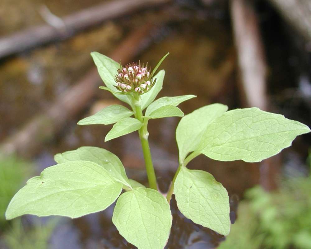 Top Of Plant<br>(Location of Picture: Toats Coulee, Washington, USA, 2005)