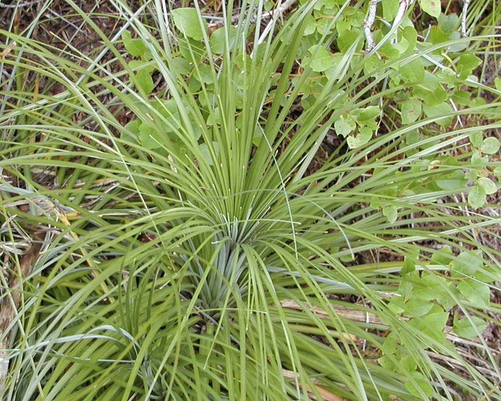 Leaves<br>(Location of Picture: Mt Spokane, Washington, USA, 2005)