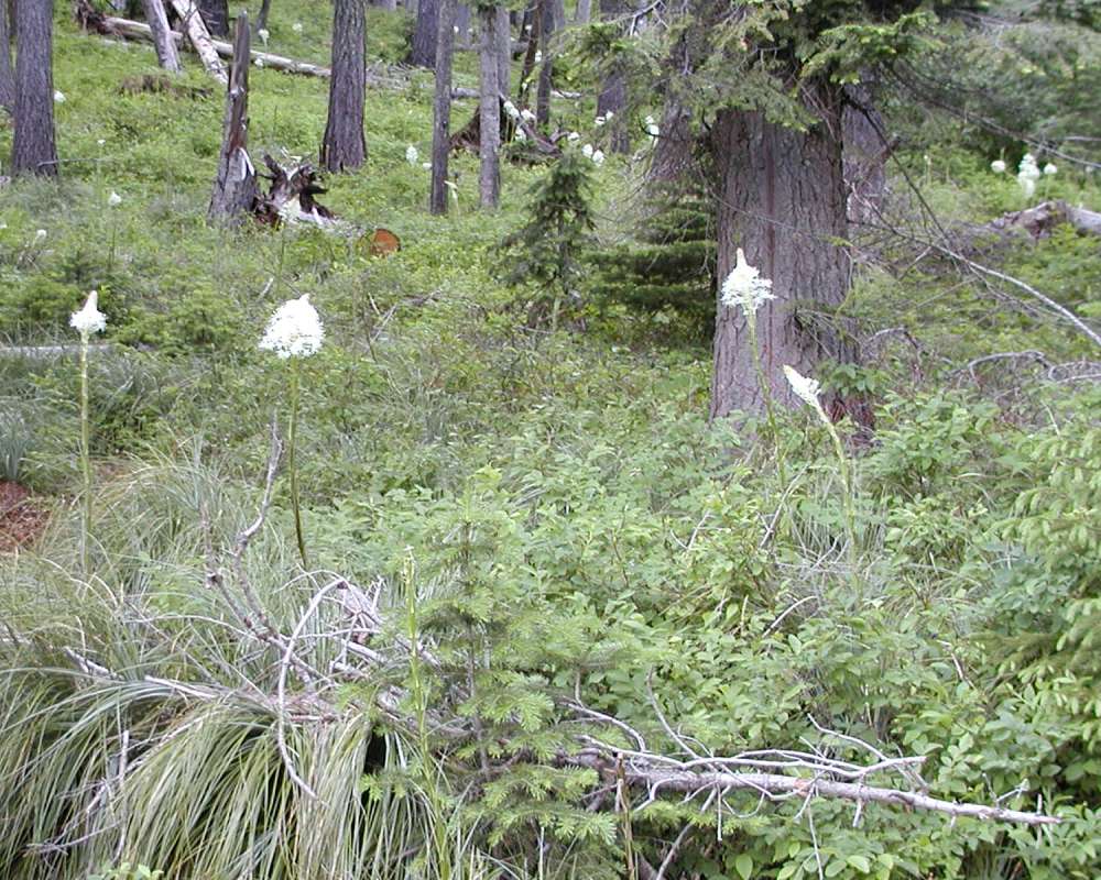 Habitat<br>(Location of Picture: Mt Spokane, Washington, USA, 2005)