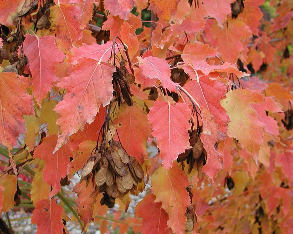 Leaves - Fall<br>(Location of Picture: Ornamental, Omak, Washington, USA)