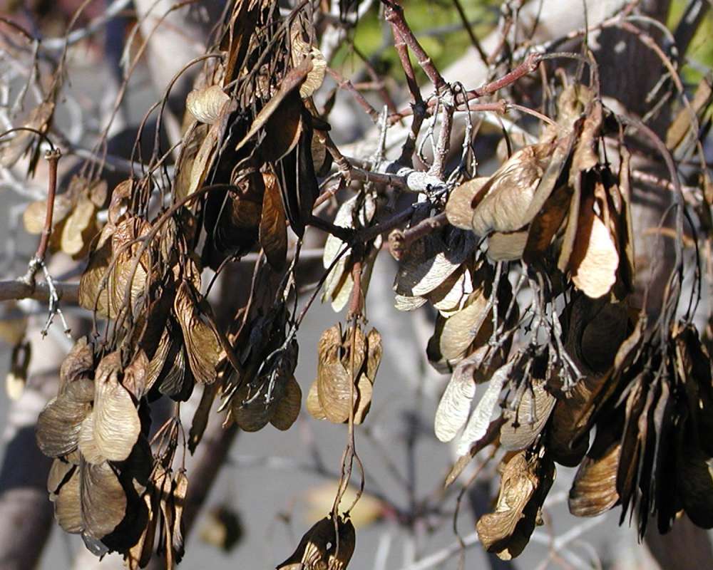 Numerous Seeds<br>(Location of Picture: Ornamental, Omak, Washington, USA)