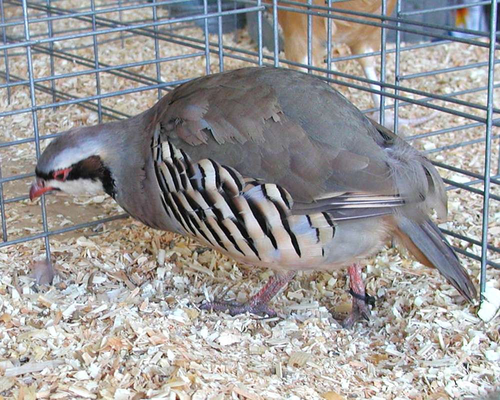 Side View (caged)<br>(Location of Picture: Okanogan, Washington, USA)