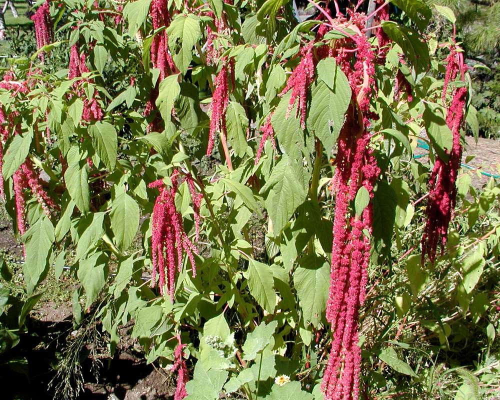 Flowers and Leaves<br>(Location of Picture: Garden, Malott, Washington, USA, 05)