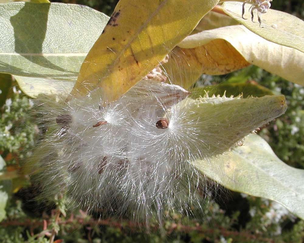 Seeds - Close View<br>(Location of Picture: Okanogan, Washington, USA, 2005)