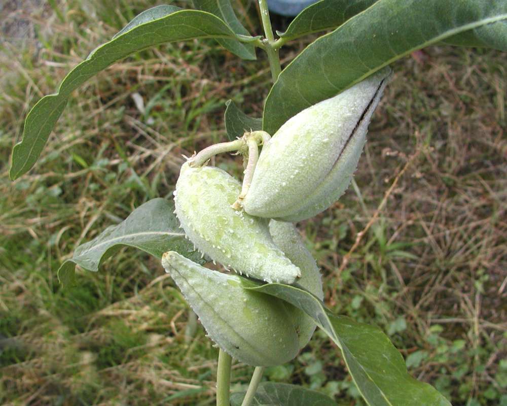 Seed Pod<br>(Location of Picture: Okanogan, Washington, USA, 2005)