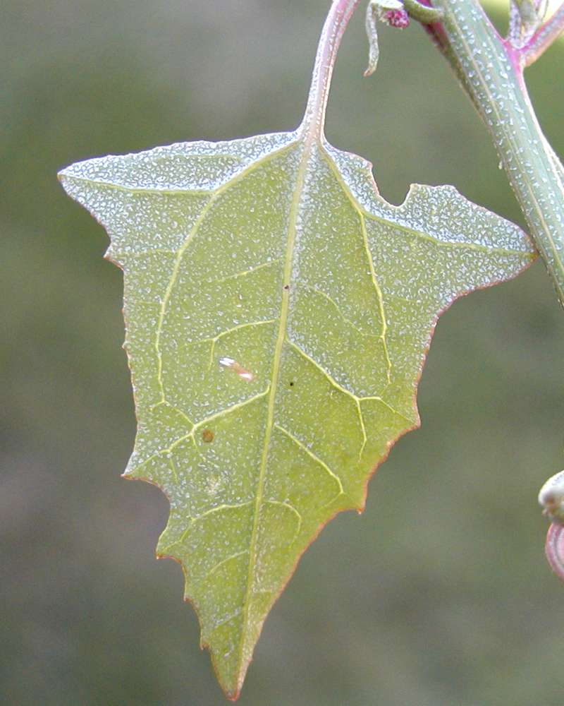 Leaf - Rear View<br>(Location of Picture: Okanogan, Washington, USA, 2005)