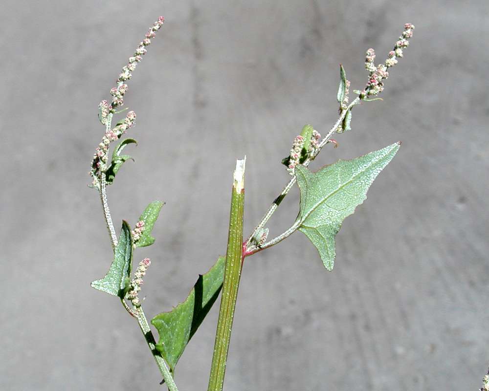 Top Of Plant<br>(Location of Picture: Okanogan, Washington, USA, 2005)