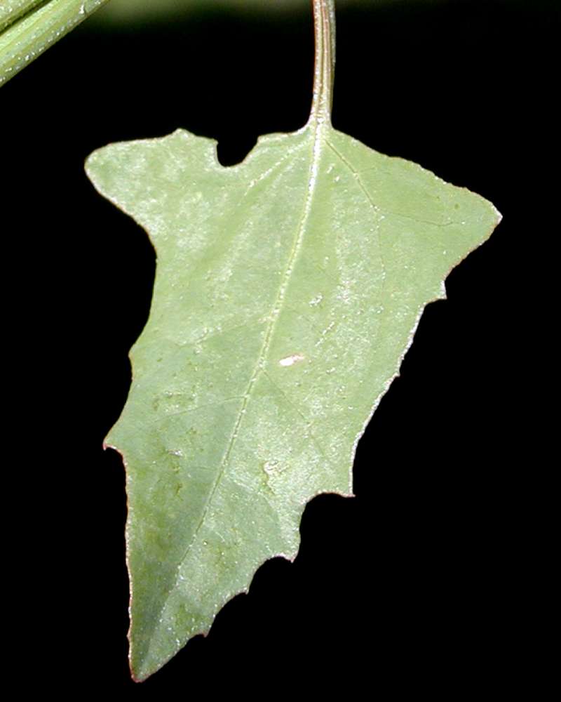Leaf - Close View<br>(Location of Picture: Okanogan, Washington, USA, 2005)