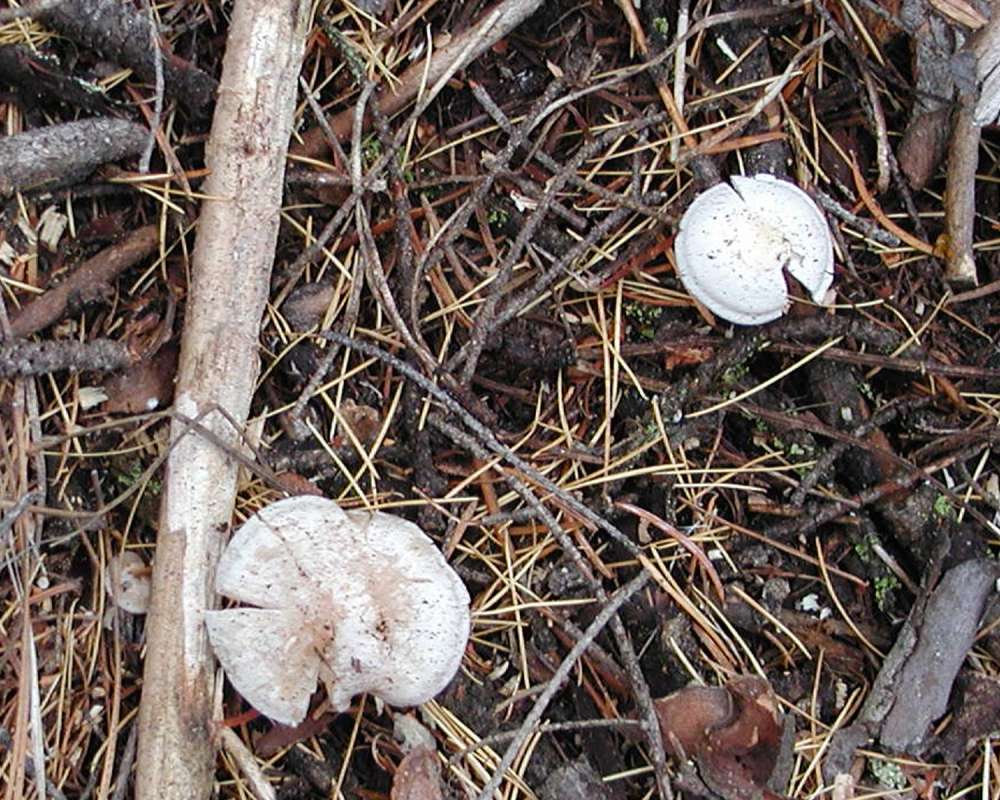 Habitat View<br>(Location of Picture: Conconully, Washington, USA, 2005)