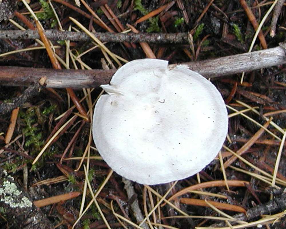 Top View<br>(Location of Picture: Conconully, Washington, USA, 2005)