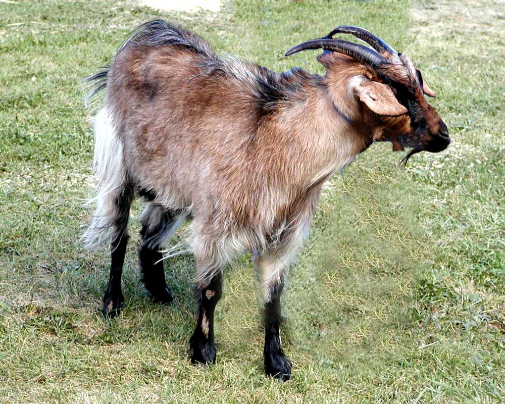 Black Mane - Front View<br>(Location of Picture: Fairgrounds, Okanogan, Wa, USA, 05)