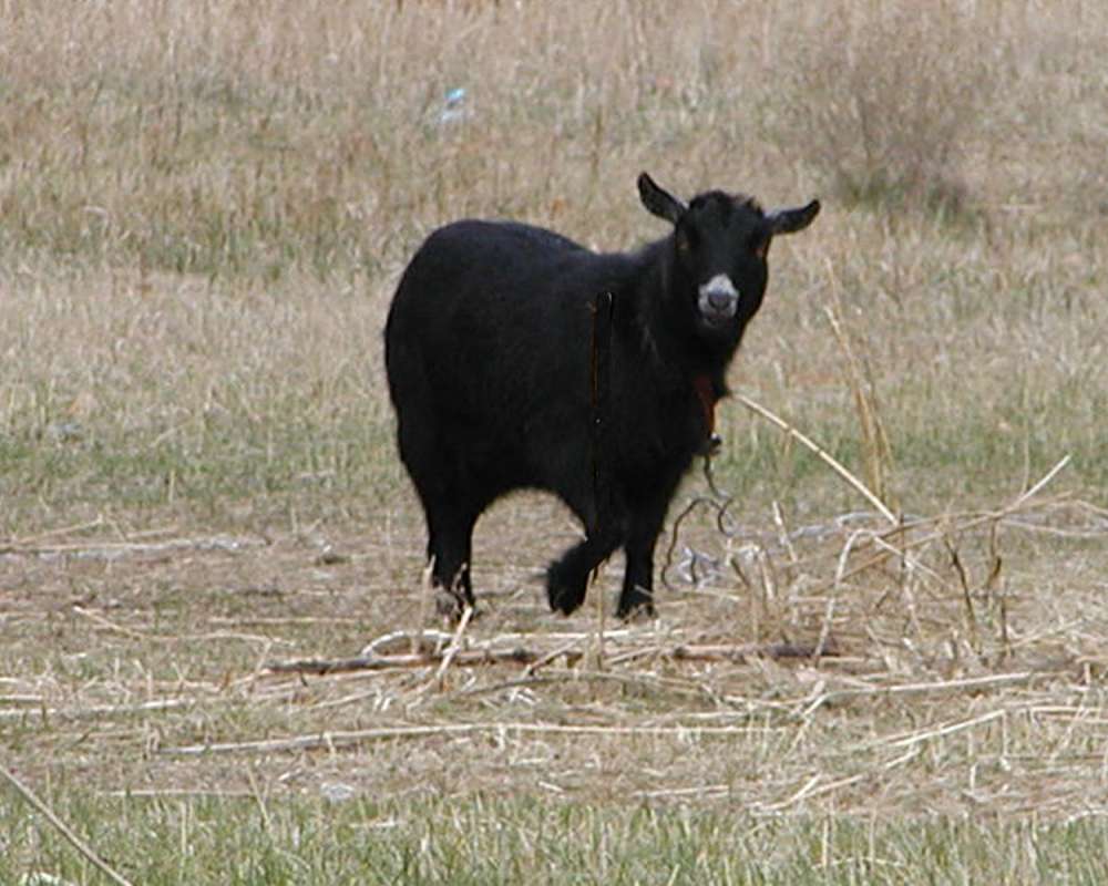 Side View<br>(Location of Picture: Fairgrounds, Okanogan, Wa, USA, 05)