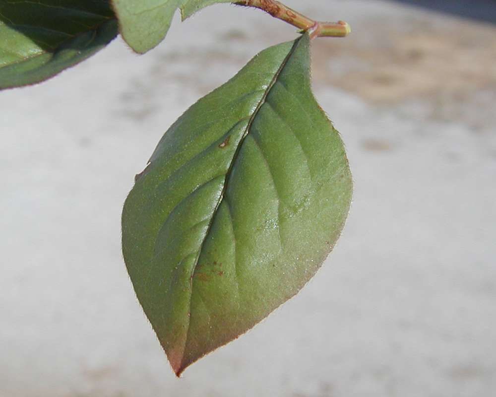 Leaf<br>(Location of Picture: Garden, Okanogan, Washington, USA)
