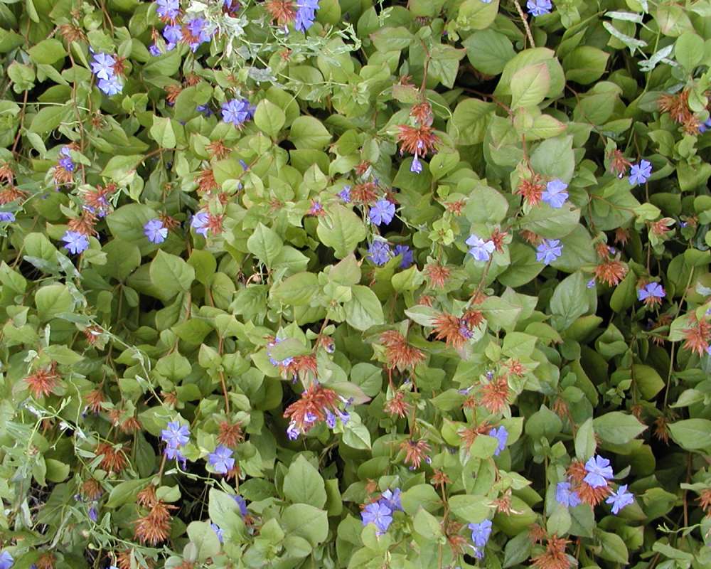 Garden View<br>(Location of Picture: Garden, Okanogan, Washington, USA)