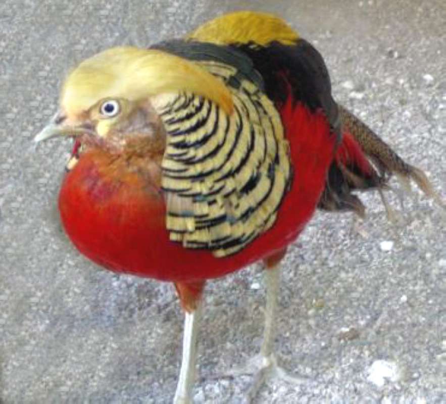Male - Front View<br>(Location of Picture: County Fair, Okanogan, Washington)