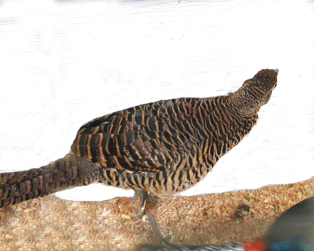 Female - Back View<br>(Location of Picture: County Fair, Okanogan, Washington)