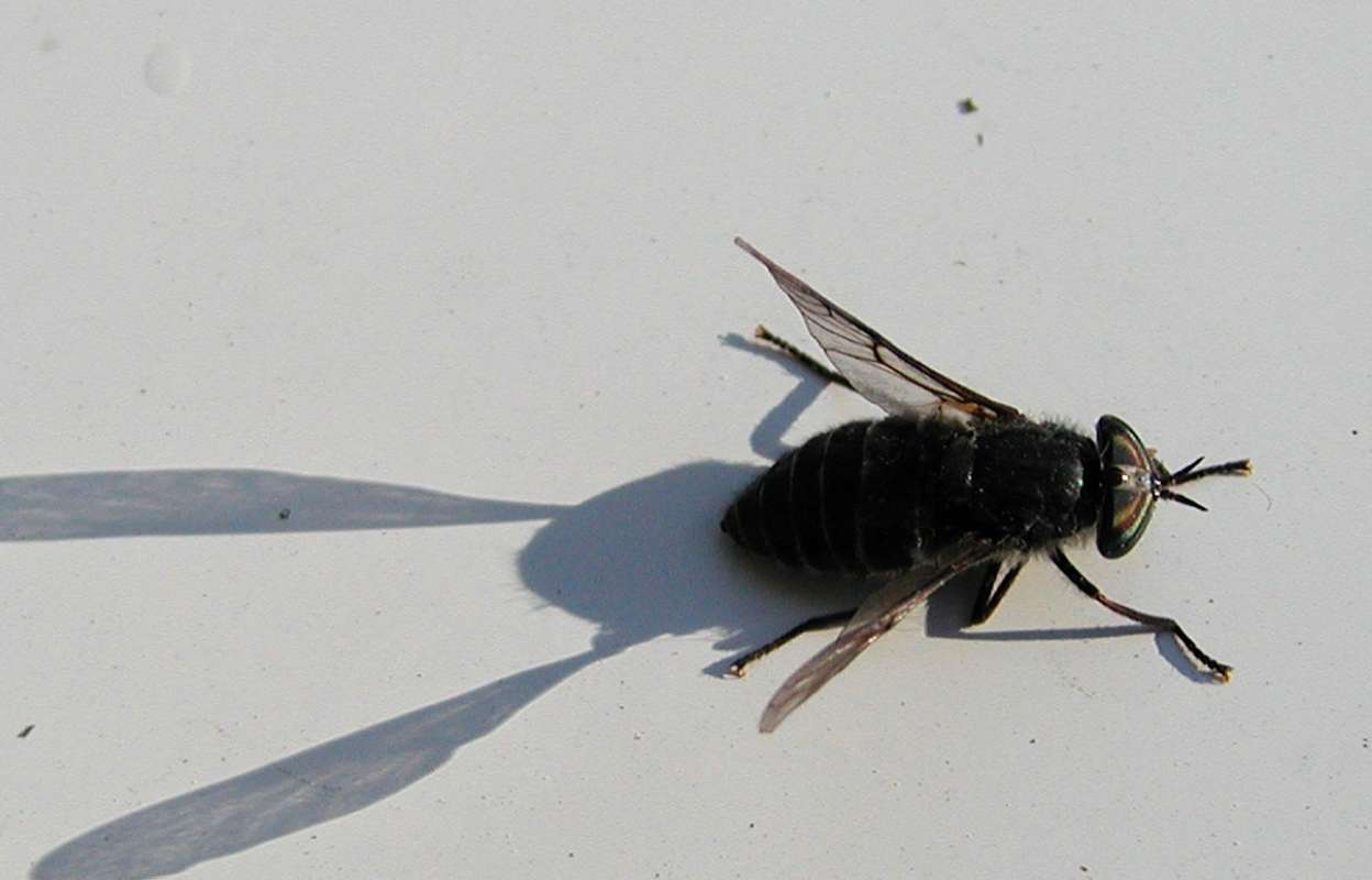 Dorsal View<br>(Location of Picture: Conconully, Washington, USA, 2005)
