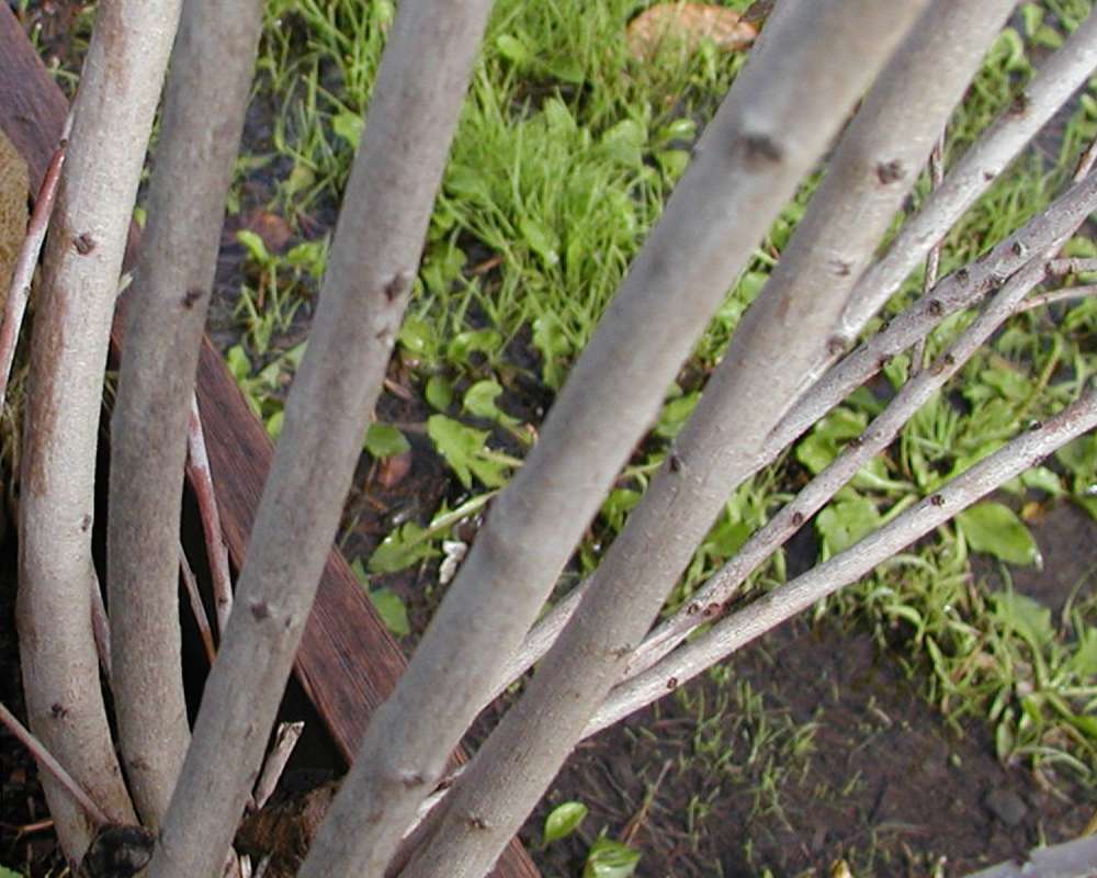 Bark<br>(Location of Picture: Garden, Okanogan, Washington, USA)