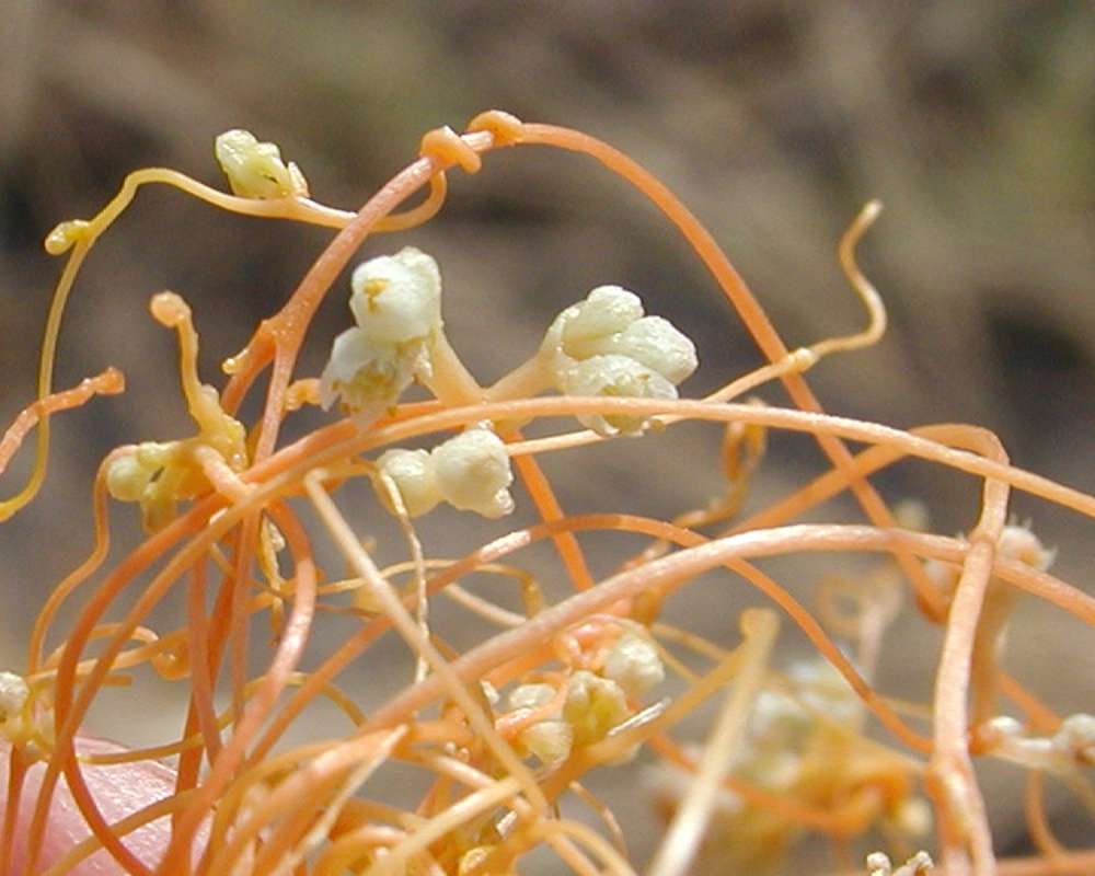 Flowers and Stems<br>(Location of Picture: Okanogan, Washington, USA)
