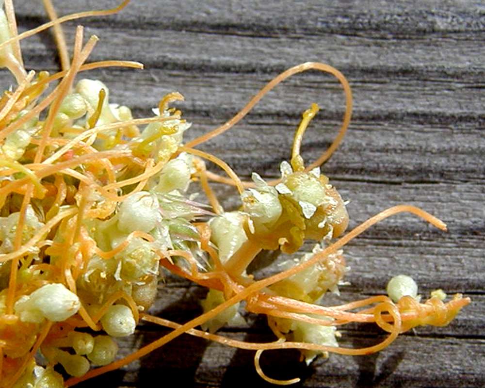 Seed Pod<br>(Location of Picture: Okanogan, Washington, USA)