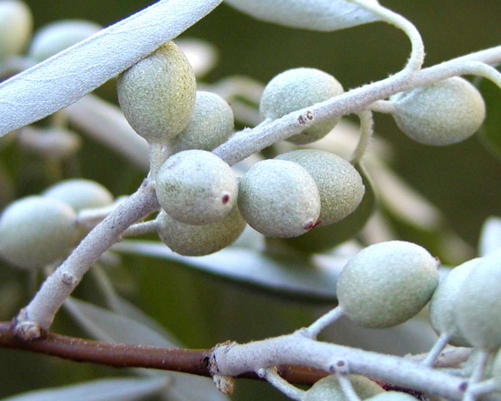 Fruit<br>(Location of Picture: Okanogan, Washington, USA, 2005)