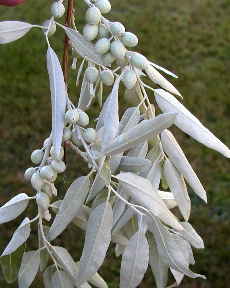Leaf - Underside<br>(Location of Picture: Okanogan, Washington, USA, 2005)