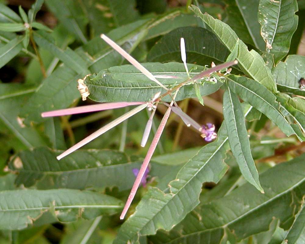Seed Pods - Clsoe View<br>(Location of Picture: Okanogan, Washington, USA)