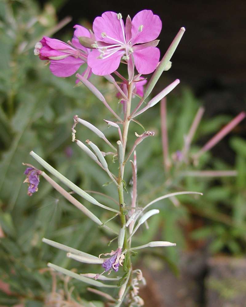 Flowers and Seed Pods<br>(Location of Picture: Okanogan, Washington, USA)