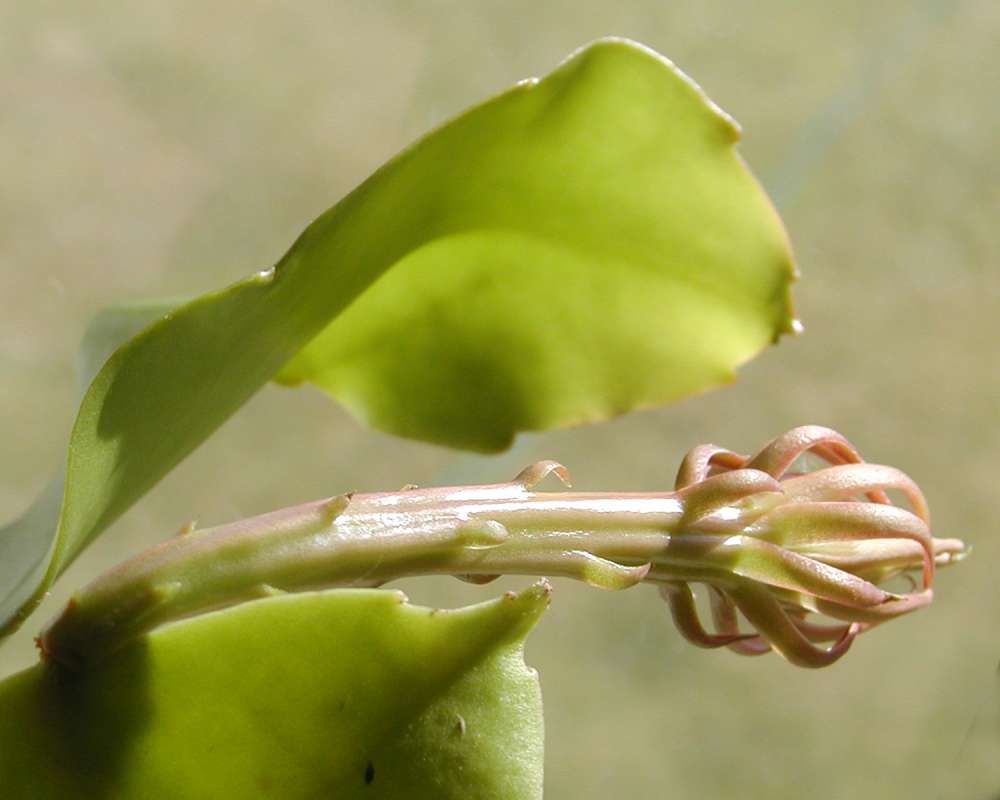 House Plant - Bud<br>(Location of Picture: Okanogan, Washington, USA, 05)