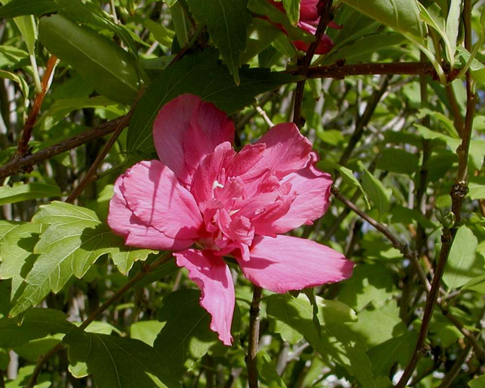 Flower - Front View - Red<br>(Location of Picture: Garden, Okanogan, Wa, USA, 2005)