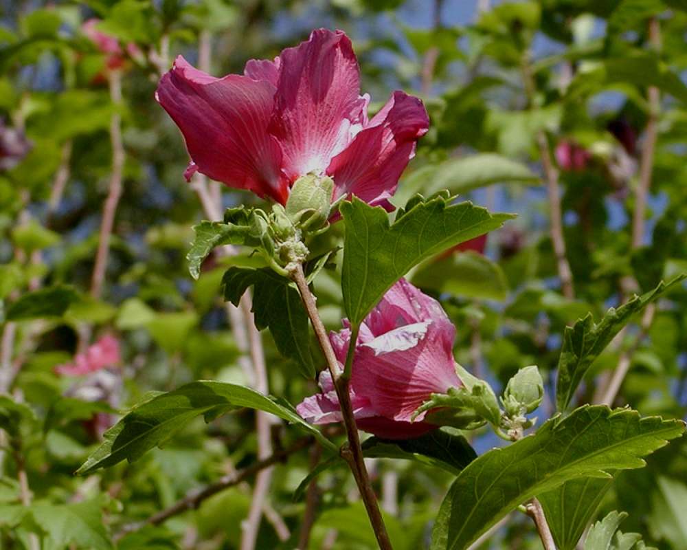 Flower - Side View - Red<br>(Location of Picture: Garden, Okanogan, Wa, USA, 2005)