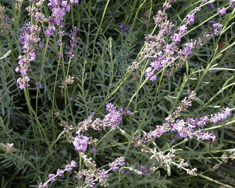 Top Of Plant in  Bloom<br>(Location of Picture: Garden, Okanogan, Wa, USA, 2005)