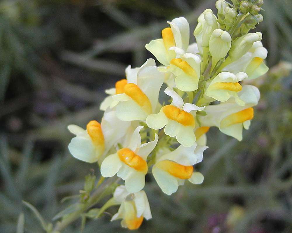 Flowers<br>(Location of Picture: Okanogan, Washington, USA, 2005)