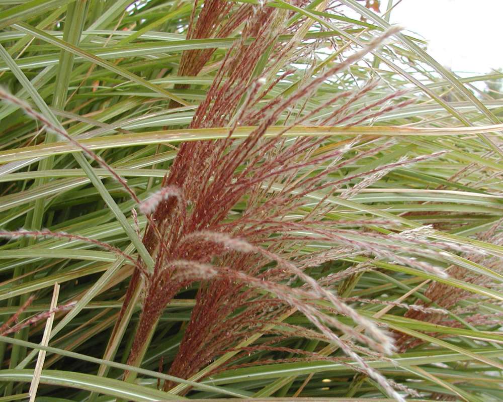 Close View<br>(Location of Picture: Garden, Omak, Washington, USA, 2005)