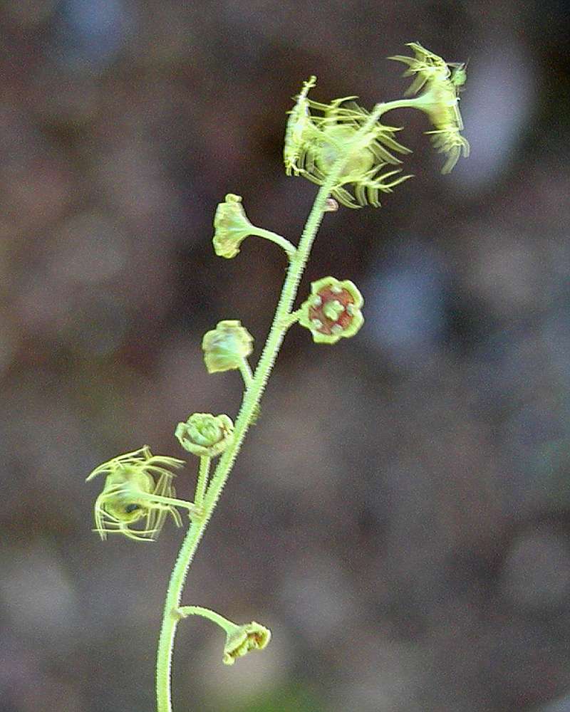 Flower<br>(Location of Picture: Tiffany, Washington, USA, 2005)