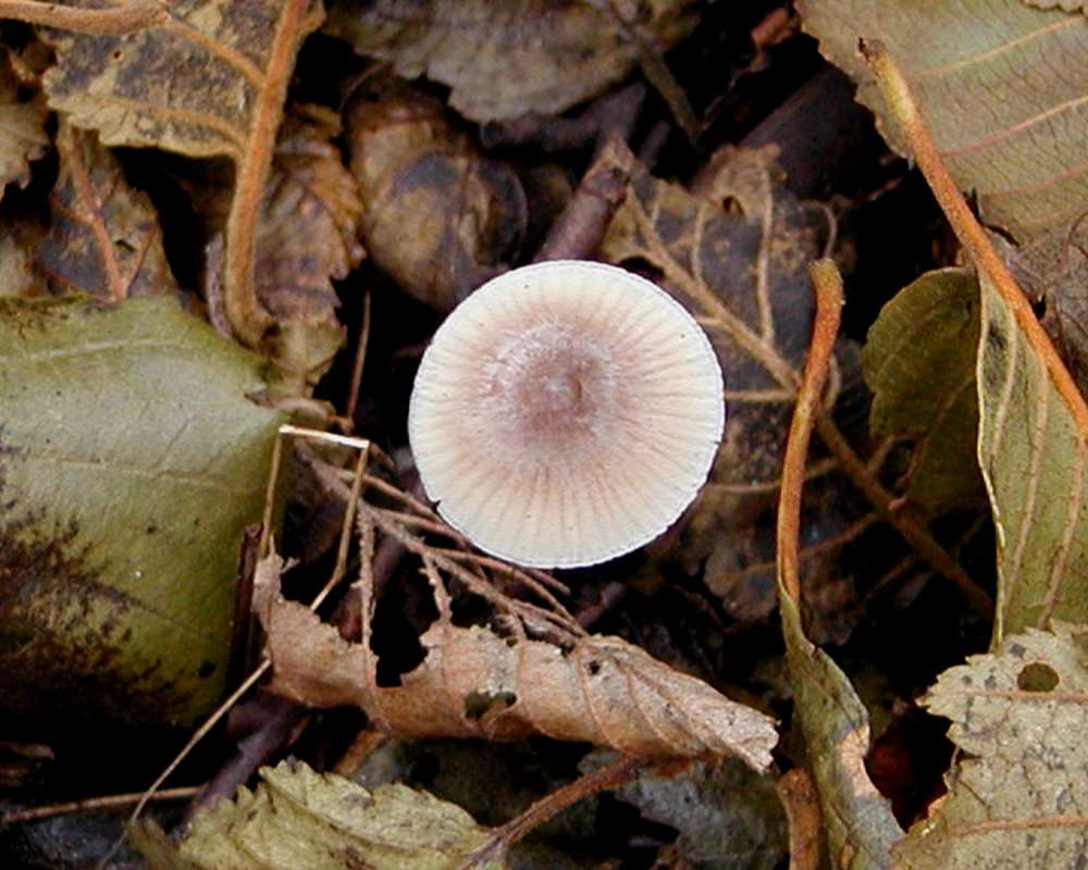 Habitat<br>(Location of Picture: Conconully, Washington, USA, 2005)