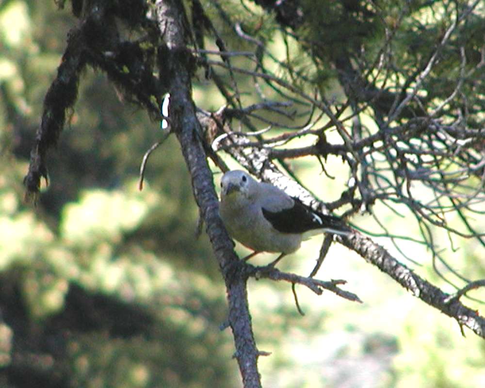 Front View<br>(Location of Picture: Tiffany, Washington, USA, 2005)