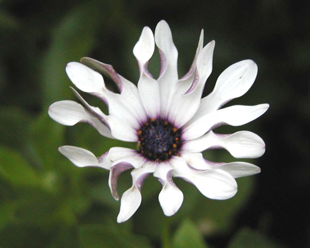 Flower - Front View<br>(Location of Picture: Garden, Wenatchee, Washington, USA)
