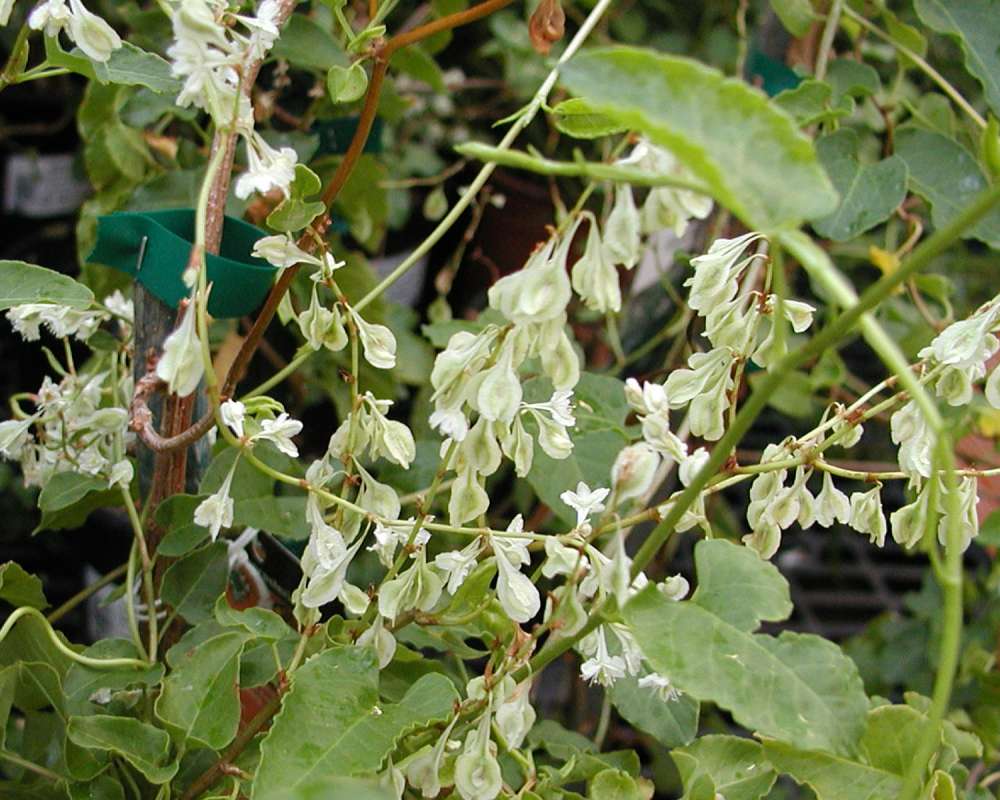 Flowers - in  Garden<br>(Location of Picture: Okanogan, Washington, USA, 2005)