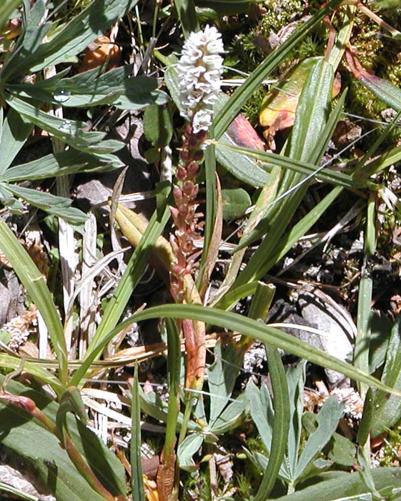 Habitat<br>(Location of Picture: Conconully, Washington, USA, 2005)