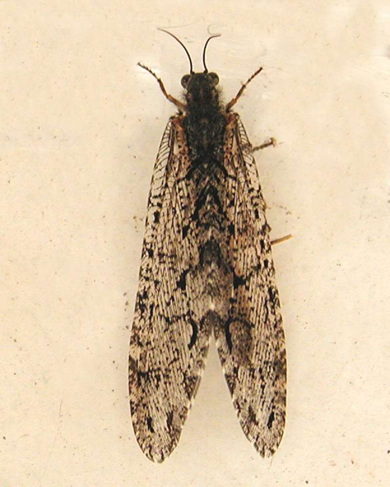 Side View<br>(Origin of the Specimen: Okanogan, Washington, USA)<br>(Location of Picture: Okanogan, Washington, USA)