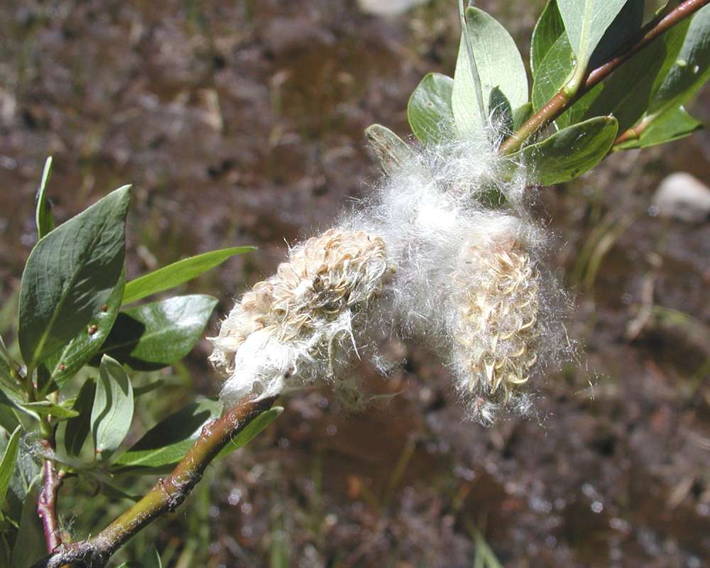 Female Catkin and Leaves<br>(Location of Picture: Okanogan, Washington, USA 2005)