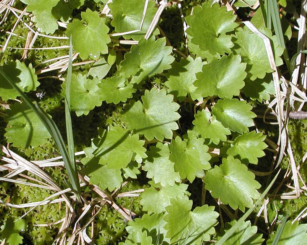Leaves<br>(Location of Picture: Conconully, Washington, USA, 2005)