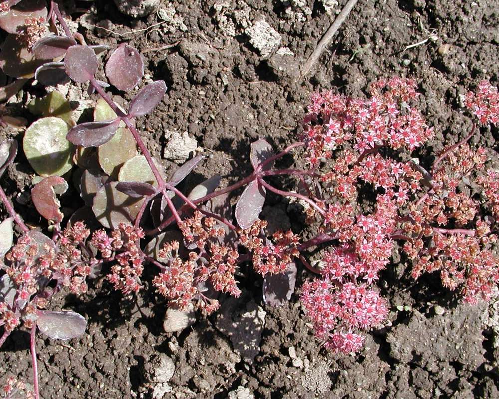 Garden View<br>(Location of Picture: Okanogan, Washington, USA, 2005)