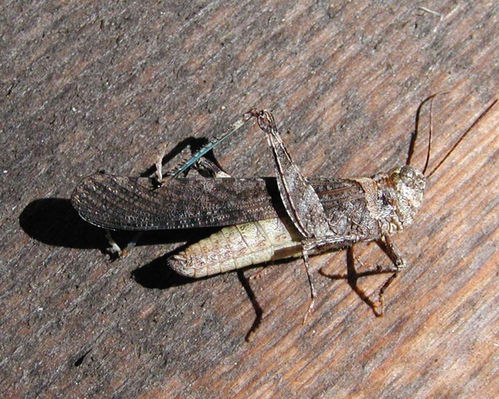 Note Blue Tibia<br>(Location of Picture: Okanogan, Washington, USA, 2005)