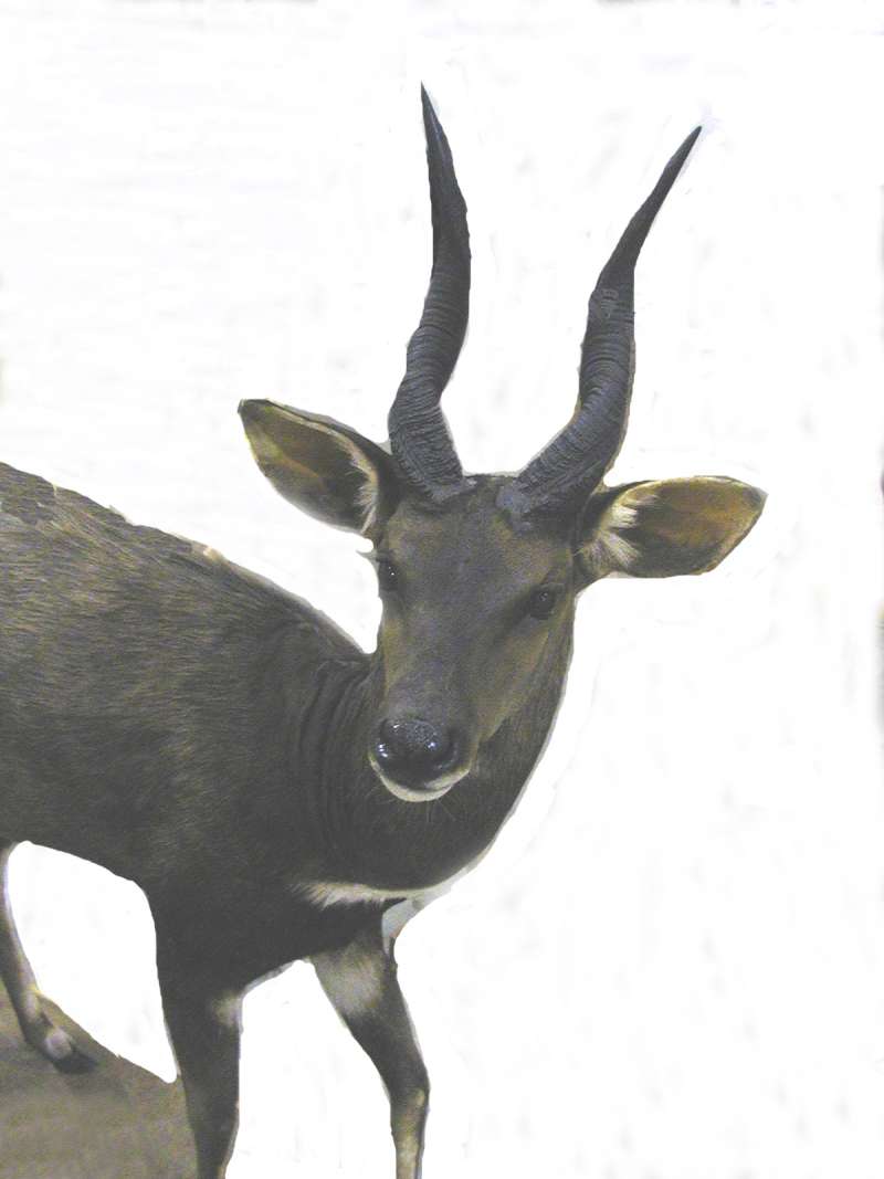 Front View - Mounted<br>(Location of Picture: Taxidermy Specimen)