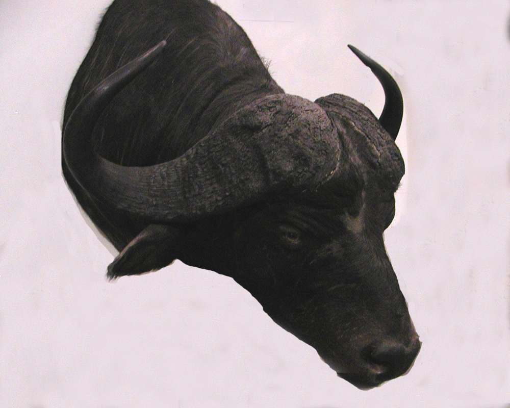 Head and Horns - Mounted<br>(Location of Picture: Taxidermy Specimen)