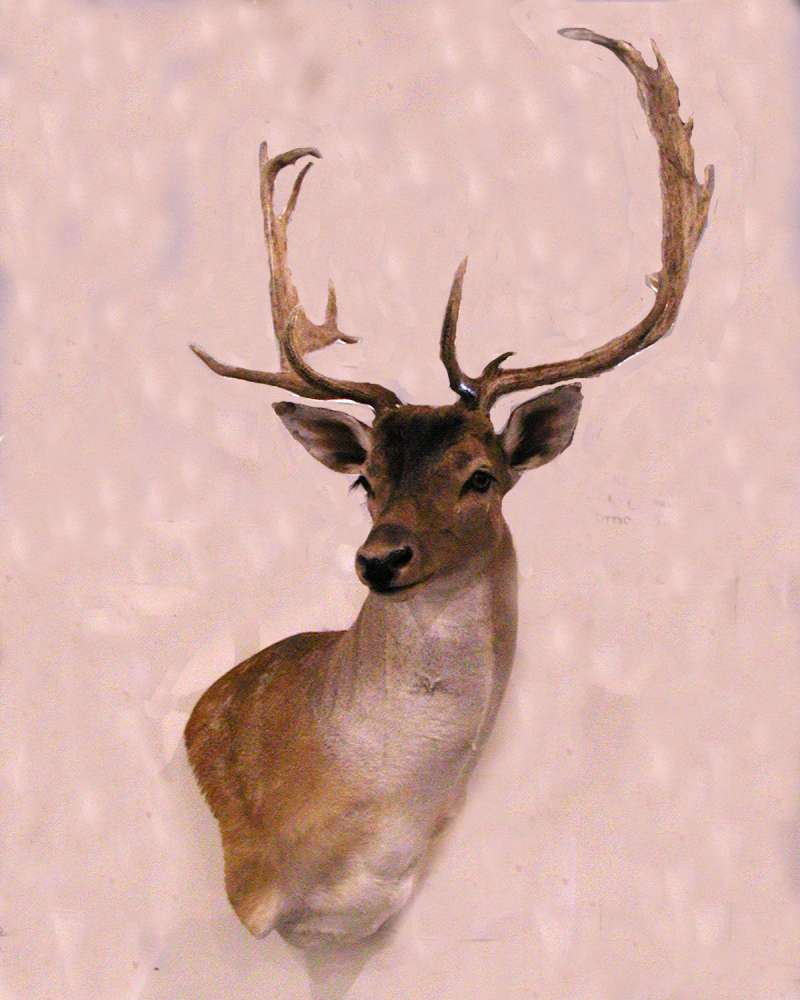 Head With Antlers - Mounted<br>(Location of Picture: Taxidermy Specimen)