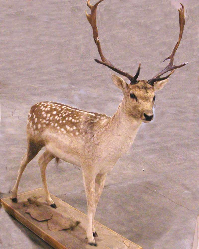 Face - Close View - Mounted<br>(Location of Picture: Taxidermy Specimen)